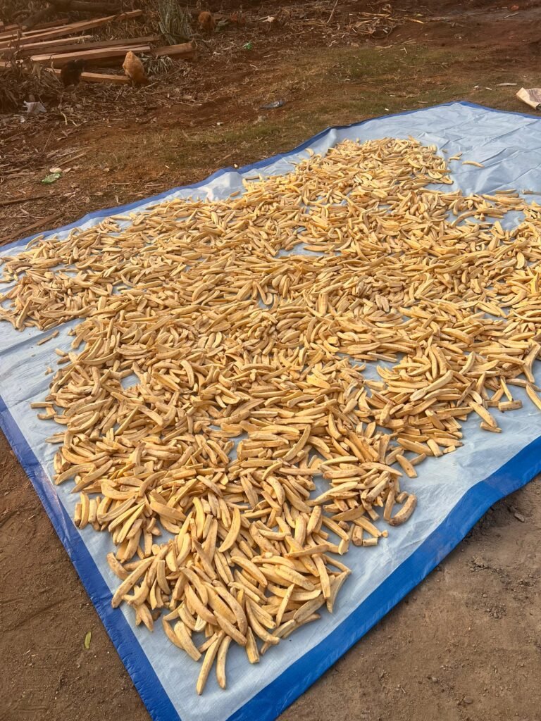 Sliced green banana laid out on racks to dry in the sun before milling into flour