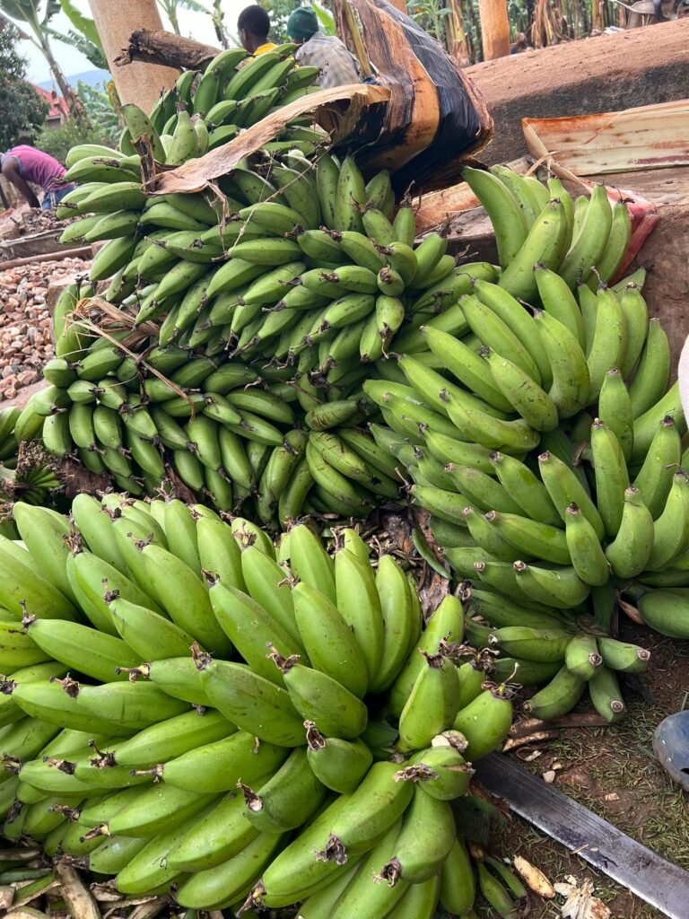 Freshly harvested green matooke banana bunches stacked at a collection point in Isingiro District