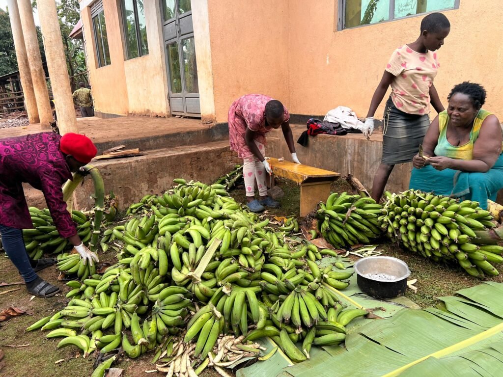 Farmers and the Jukye team sorting harvested green banana before peeling
